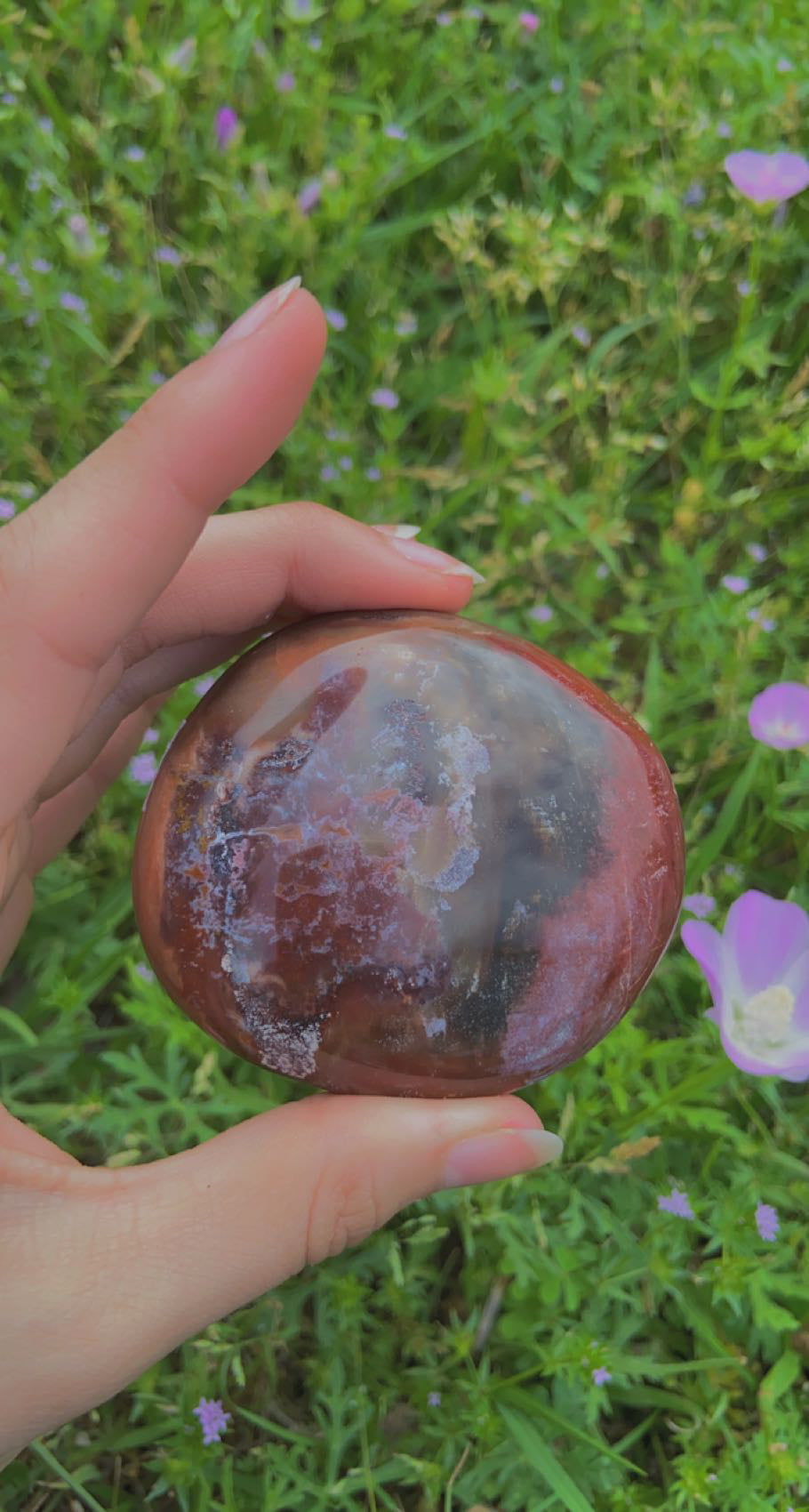 Petrified Wood Palms