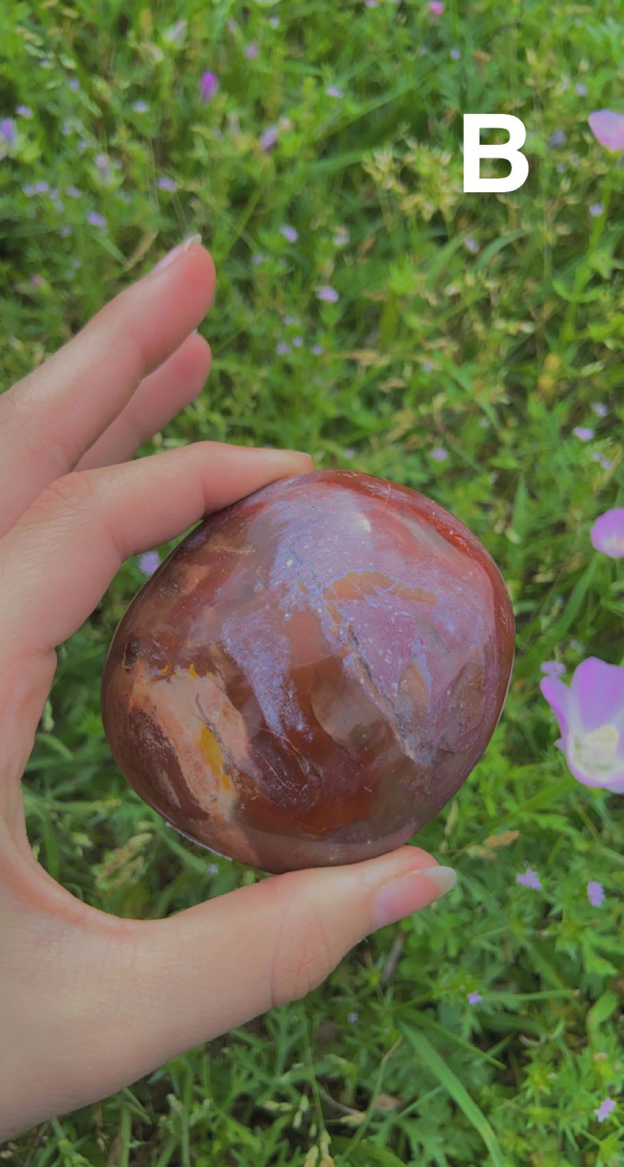 Petrified Wood Palms