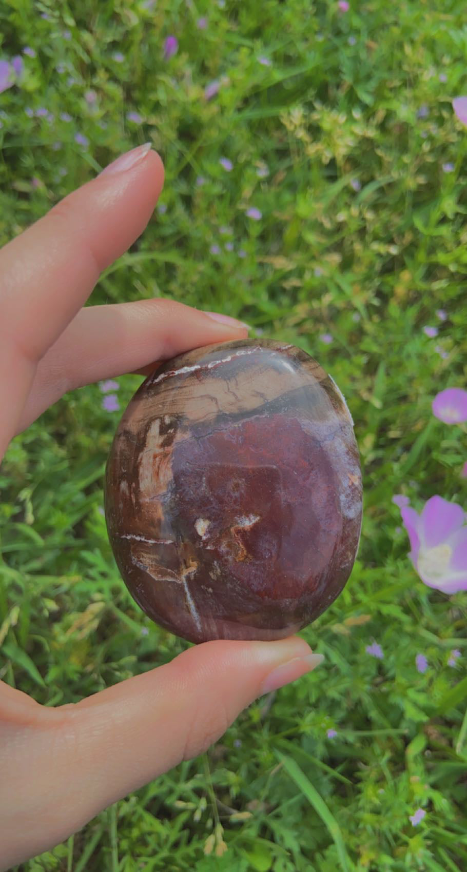 Petrified Wood Palms