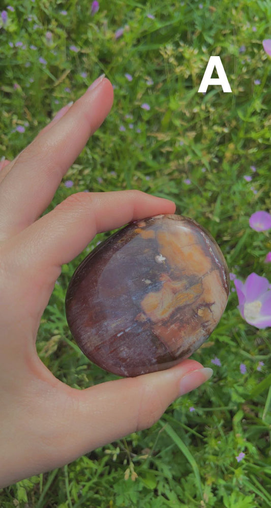 Petrified Wood Palms