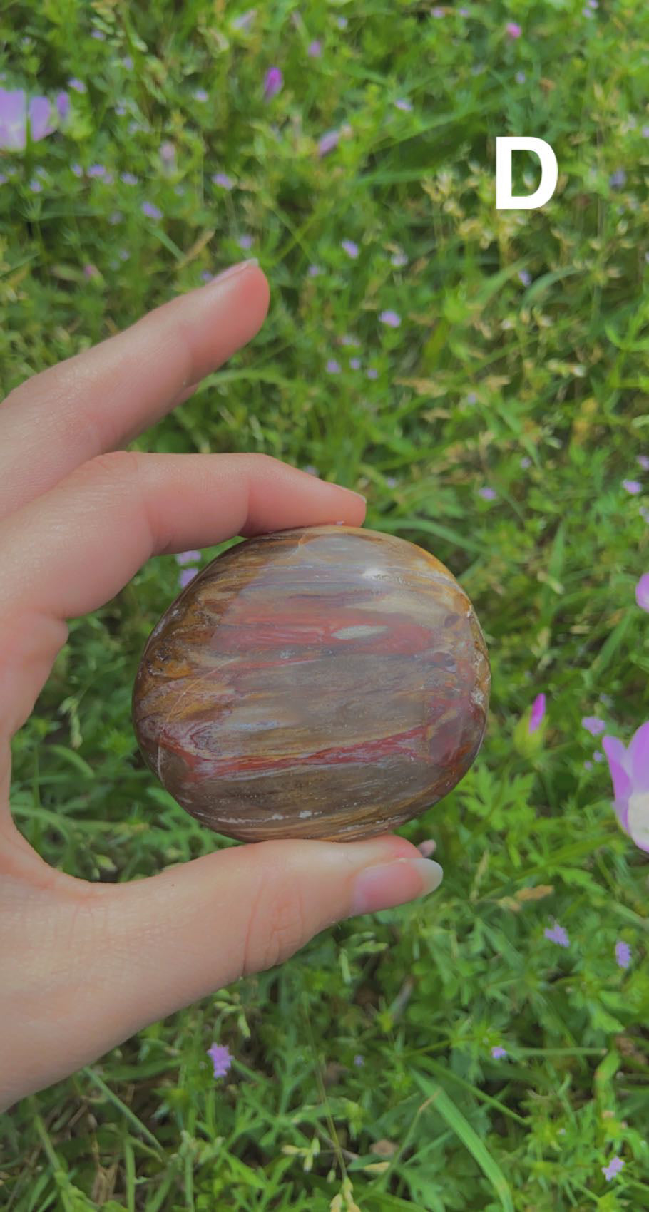 Petrified Wood Palms