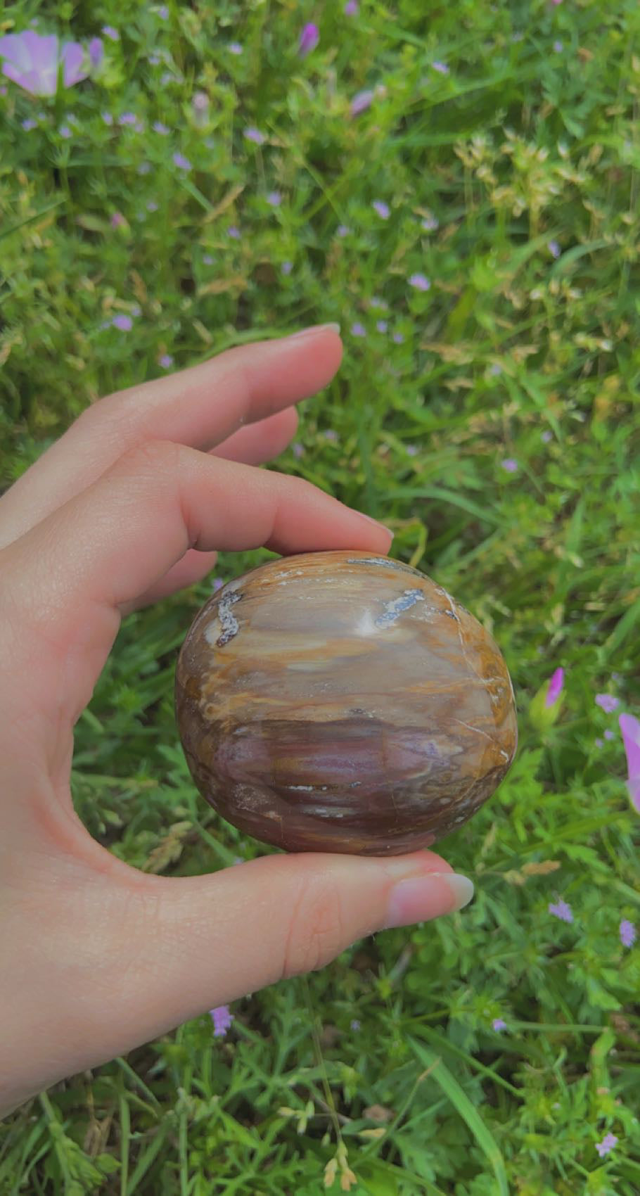 Petrified Wood Palms