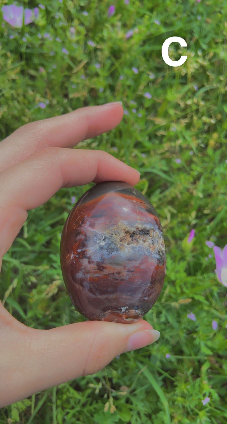 Petrified Wood Palms